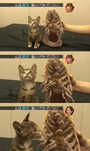 [strange-cats-expain-that-7%255B2%255D.jpg]