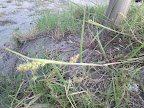 IMG_20120708_071544.jpg