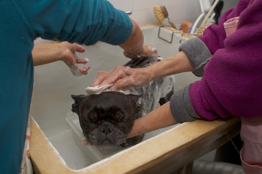 Ahh!  That doggy shampoo really smells divine.
