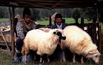 VOYAGE MONGOLIE - UN AN SUR LA ROUTE DU LAIT