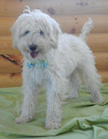 Adorable and fun Dalton, he is very loving.