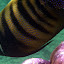 Tropical Fish At The Great Barrier Reef - Oak Beach, Australia