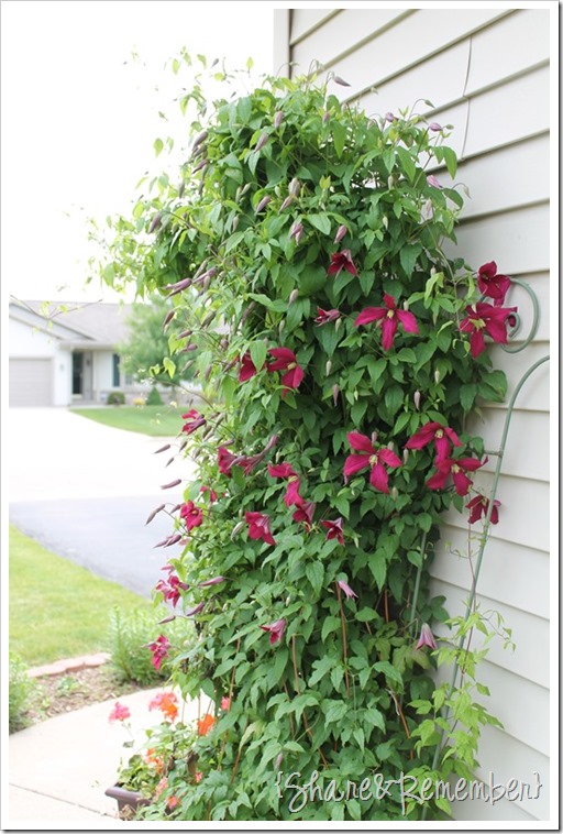 clematis