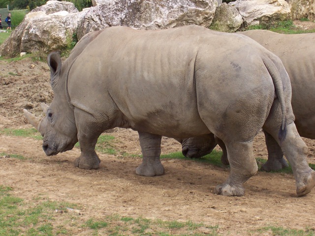 [2004.08.25050rhinocros2.jpg]