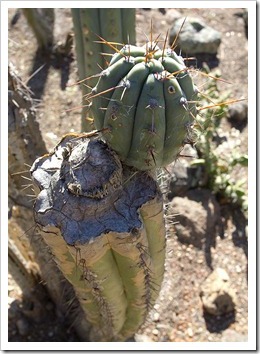 [111228_UCBG_Echinopsis-peruviana_02_%255B1%255D.jpg]