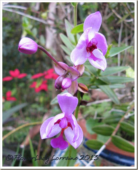 01-22-grnd-orchids