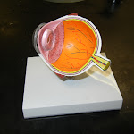 z_model_eye_02.JPG