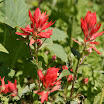 North Cascades & Sauk Mtn. Hike 132.JPG