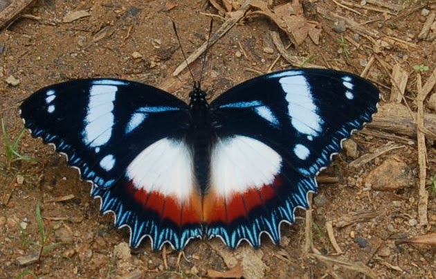 Hypolimnas dexithea (HEWITSON, 1863), endémique. Parc de Mantadia (Madagascar), 29 décembre 2013. Photo : T. Laugier