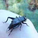 Black Field Cricket