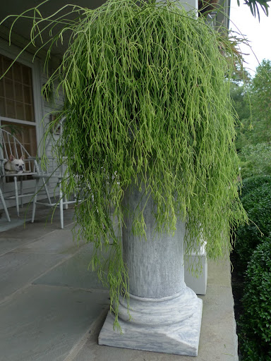 This large hairy rhipsalis, an epiphytic cacti, has also been returned to its place on the porch.  Franny, I think we can move on from this area!