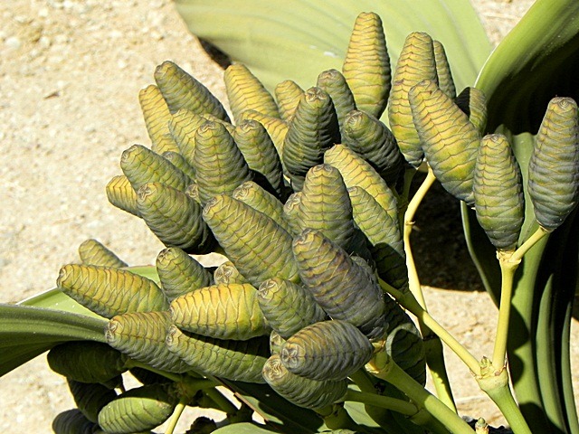 [Welwitschia_DSCN6438%255B2%255D.jpg]