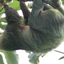 two-toed Sloth