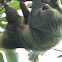two-toed Sloth