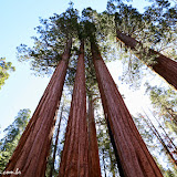 Sequoia e Kings Canyon NP, California. EUA