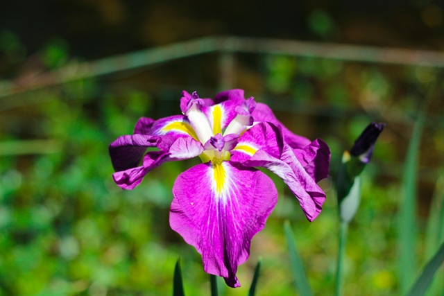 [PurpleIris%2520%25281%2520of%25201%2529%255B4%255D.jpg]