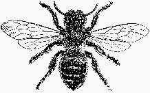 [bee%255B3%255D.jpg]