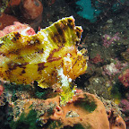 Yellow leaffish at US Liberty wreck (Tulamben, Bali)