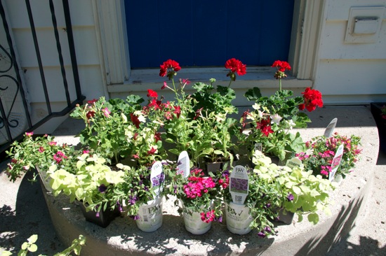 windowbox2012-2.jpg Windowbox2012 2