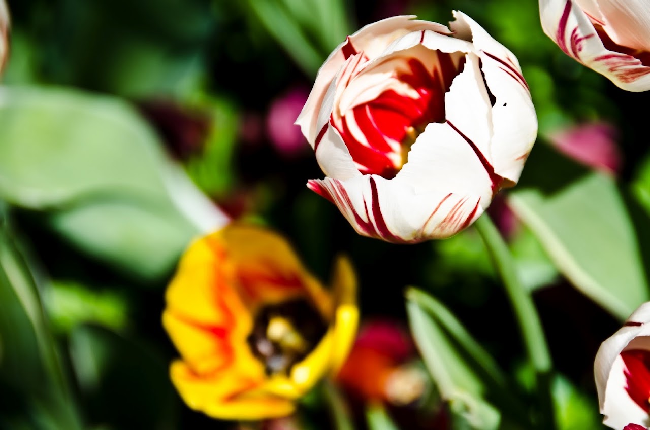 Tulips in Istanbul
