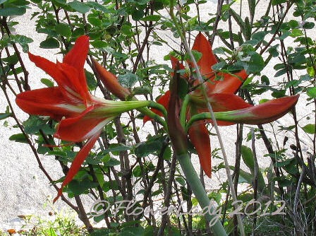 [03-19-amaryllis2%255B4%255D.jpg]