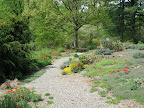 Gravel gardens harbor the growth of many dry-loving plants. This one is especially colorful right now.
