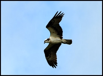 04 - Osprey over the river