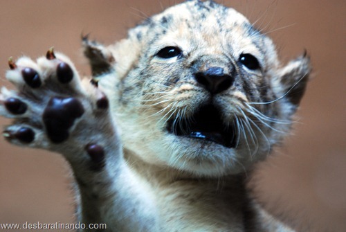animais recem nascidos filhotes fofos desbaratinando (7) animais recem nascidos filhotes fofos desbaratinando (7)