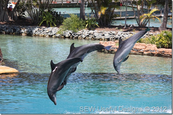 Seaworld dolphin show 1 small