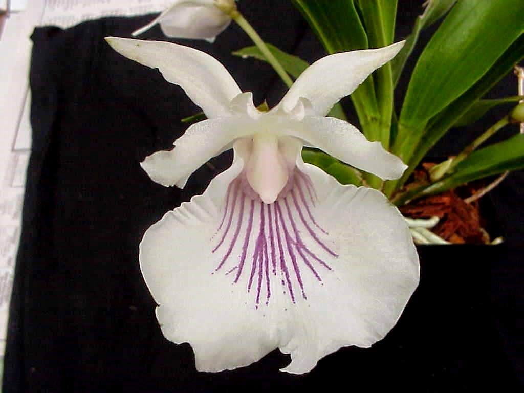 [ORQ-Cochleanthes-Amazonica4.jpg]