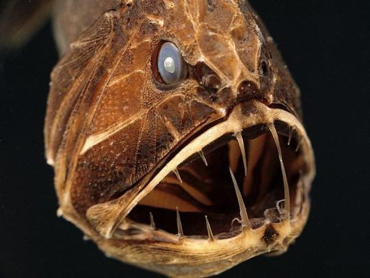 Strange Sea Creatures
