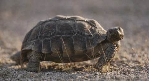 [desert-tortoise-jonathan-s-blair-ngs%255B5%255D.jpg]