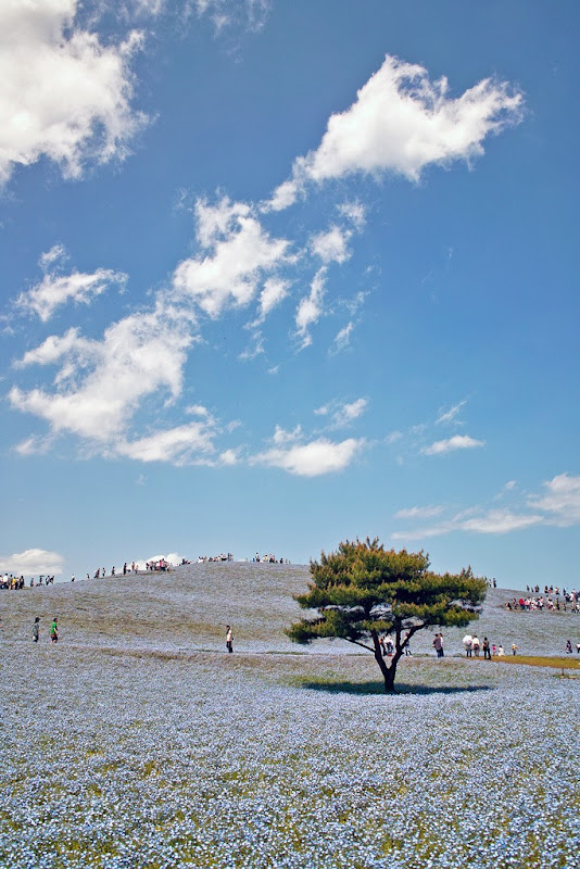 hitachi-seaside-park-13 hitachi-seaside-park-13