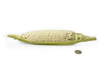 [24%2520weeks%2520corn%255B3%255D.jpg]