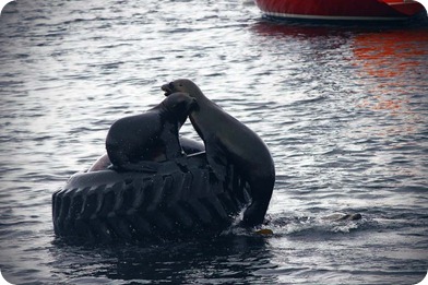 sea lions