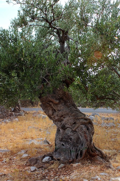The Olive trees of Lun, Croatia