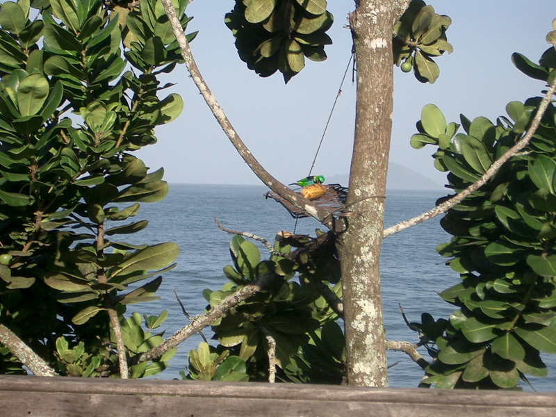 Fotos de Pássaros. Foto numero 3723788007. Fotografia da Pousada Pe na Areia, que fica em Boicucanga, próximo a Maresias, Litoral Norte de Sao Paulo (SP).