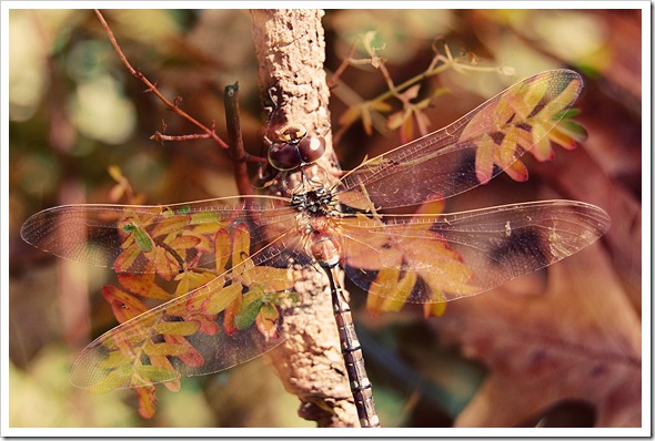 AUTUMN LEAF DRAGONFLY a AUTUMN LEAF DRAGONFLY a