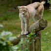 2009_07_09_Thoiry_zoo_010.jpg