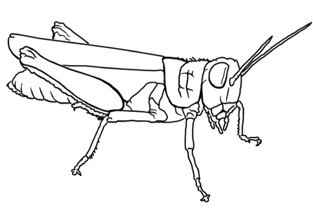 [insects_coloring_pages%2520%252814%2529.png]