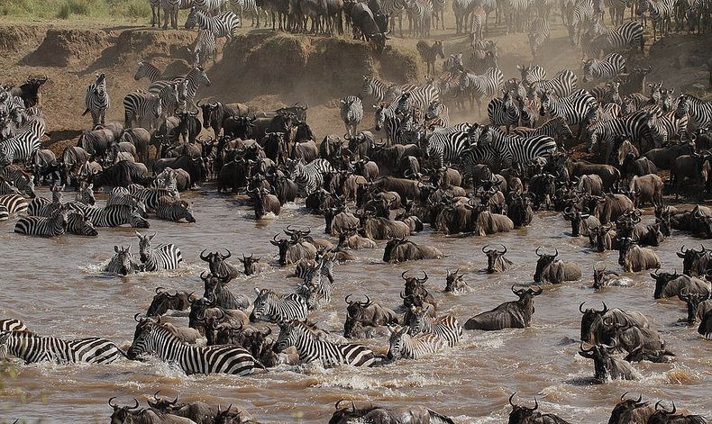 mara-river-crossing-9 mara-river-crossing-9