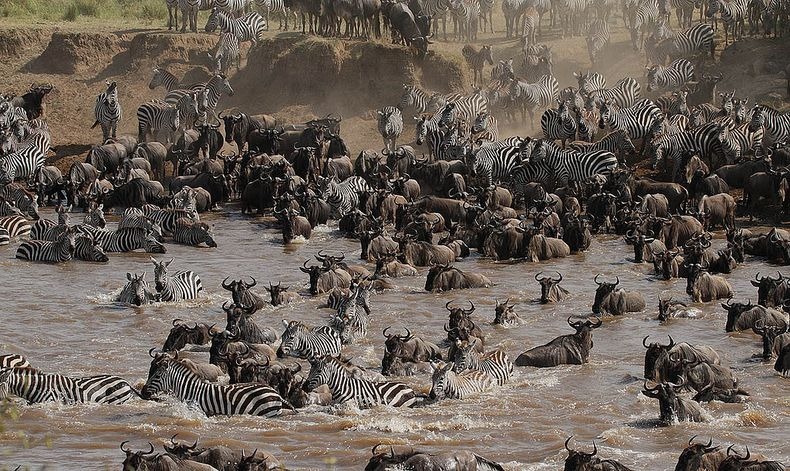 mara-river-crossing-9