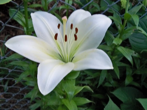 White Lily Guards Our Beauty