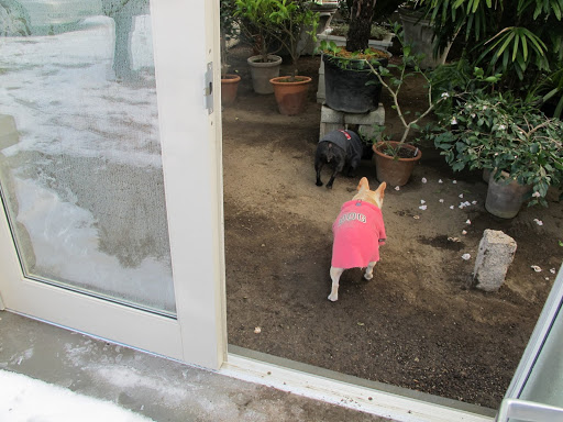 It's so nice and warm in here!  Hurry and close the door before the tropical plants get chilled.
