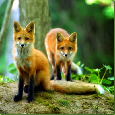 foxes