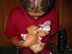 It is critical to only feed the formula recommended by a professional and to never feed a kitten cow's milk.