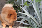 There are many kinds of agaves and this one is the largest variety that we have.