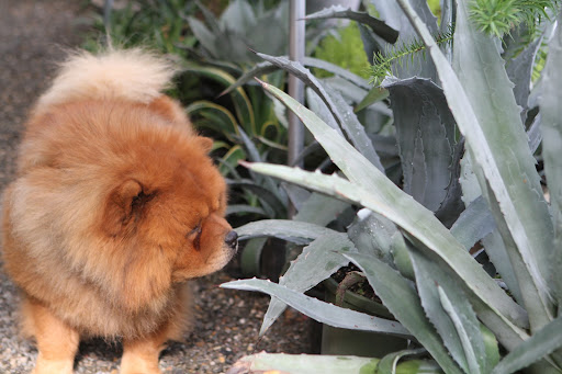 There are many kinds of agaves and this one is the largest variety that we have.
