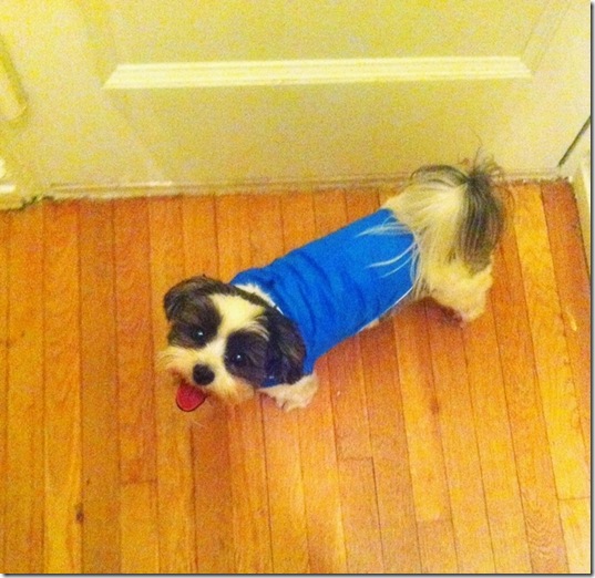 hurricane-sandy-dogs-11