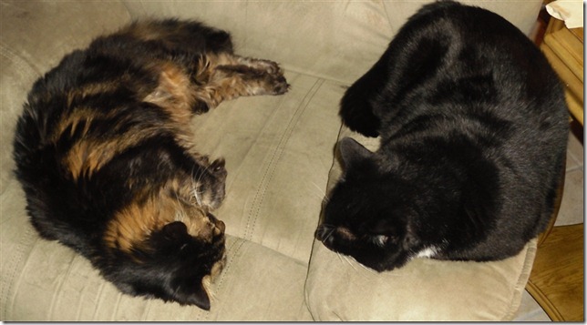 Chloe and Oreo 1
